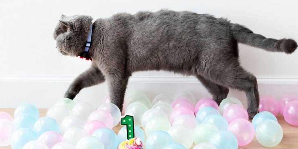 Cat Cake Online: The Purr-fect Treat for Feline Lovers