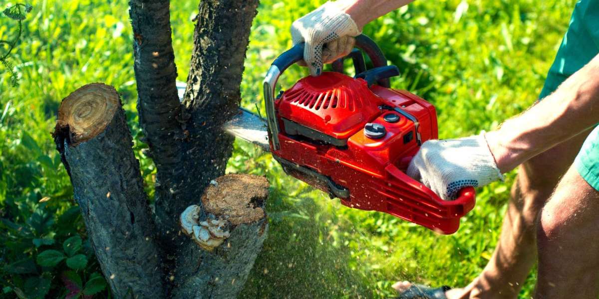 When Should You Consider Tree Removal for Your Yard?